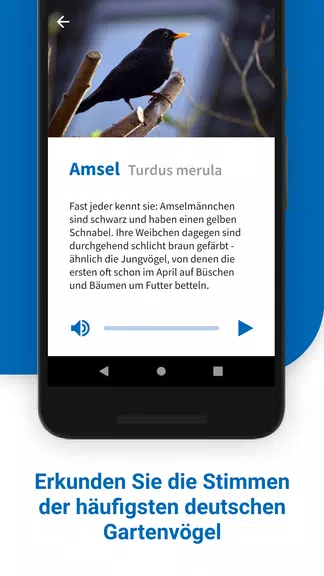 40 Gartenvögel & ihre Stimmen स्क्रीनशॉट 1