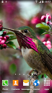 Hummingbirds Live Wallpaper 스크린샷 3