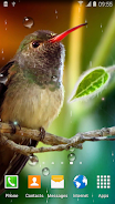 Hummingbirds Live Wallpaper 스크린샷 0