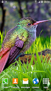 Hummingbirds Live Wallpaper 스크린샷 2