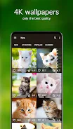 Kitten Wallpapers 4K應用截圖第1張